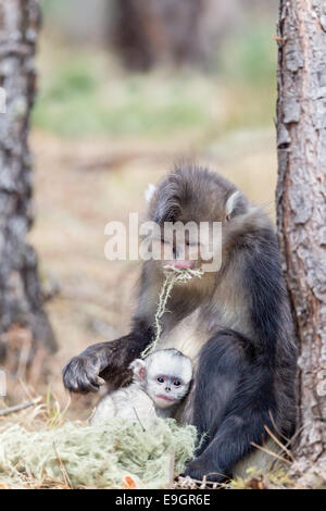 Yunnan Snub-nosed Affe (Rhinopithecus Bieti) Mutter ernährt, während ihr Baby klammert sich an ihrer Seite Stockfoto