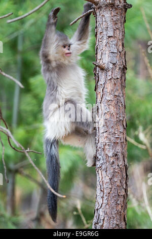 Juvenile Yunnan Snub-nosed Affe (Rhinopithecus Bieti) einen Baum absteigend Stockfoto