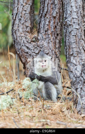 Juvenile Yunnan Snub-nosed Affe (Rhinopithecus Bieti) Fütterung auf der Basis eines Baumes in einem Himalaya-Wald Stockfoto