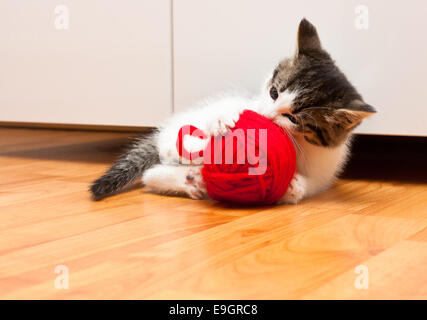 Sehr süße Kätzchen spielt mit einem roten Knäuel Stockfoto