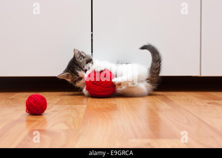 Sehr süße Kätzchen spielt mit einem roten Knäuel Stockfoto