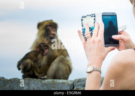 Ein Tourist nimmt ein Foto von Mutter und Baby Barbary Macaque Duo mit einem Kamerahandy auf den Felsen von Gibraltar. Stockfoto