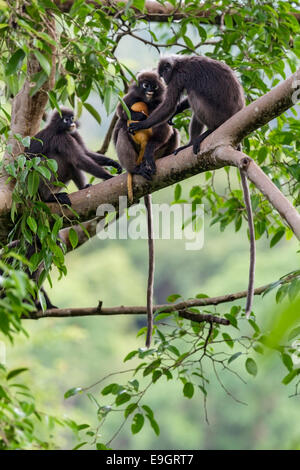 Ein düsterer Blatt Affe (Trachypithecus Obscurus) Familie Streit über Wer nach Baby in den Regenwald sucht Stockfoto