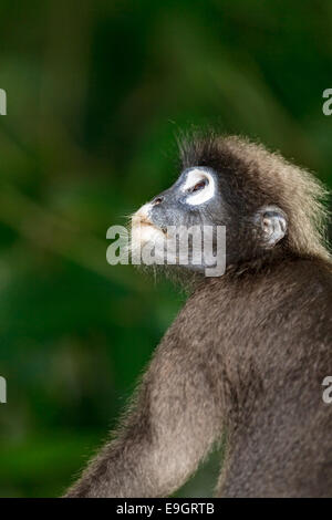 Close-up Portrait eines schwangeren weiblichen Dusky Blatt Affen (Trachypithecus Obscurus) Stockfoto