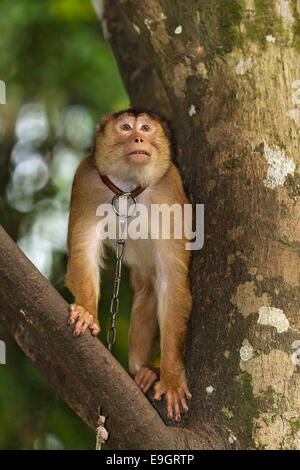 Weiblichen südlichen Schwein-tailed Macaque (Macaca Nemestrina) in der Saison auf der Suche nach männlichen Verehrer Stockfoto