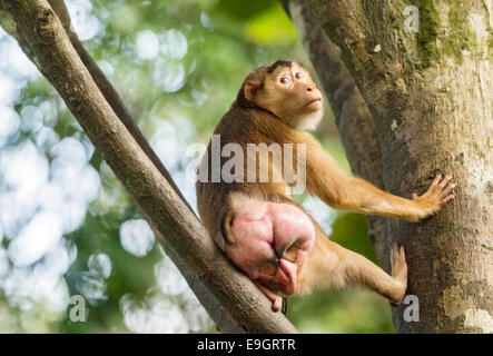 Weiblichen südlichen Schwein-tailed Macaque (Macaca Nemestrina) in der Saison wie durch ihre geschwollenen Posterior. Stockfoto