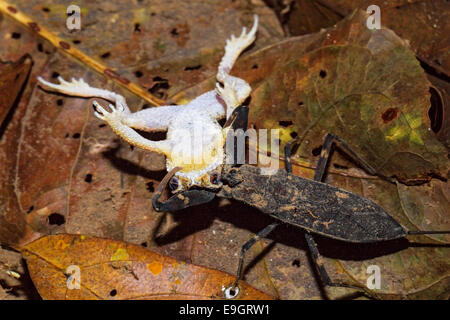 Ein Skorpion Wasser jagt auf eine malaiische Zwerg Kröte (Ingerophrynus Divergens) in der Nacht in einem tropischen Regenwald in Thailand Stockfoto