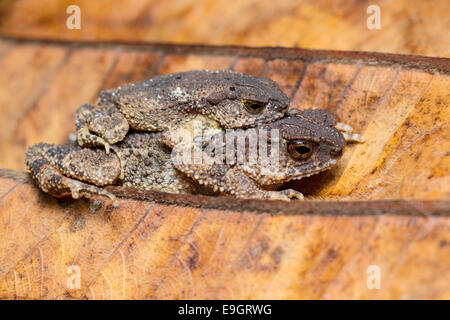 Zwerg-Stream Kröte (Ingerophrynus Parvus) in amplexus Stockfoto