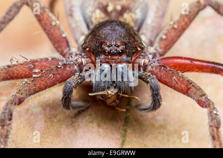 Huntsman Spinne (Heteropoda SP.) Fütterung auf einen Bug im tropischen Regenwald von Malaysia Stockfoto