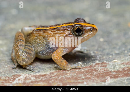 Nashorn-Frosch (Limnonectes Plicatellus) Stockfoto