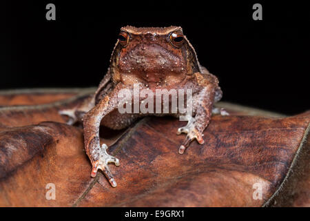 Black-spotted Sticky Frog (Kalophrynus Pleurostigma) in einem malaysischen Regenwald in der Nacht Stockfoto