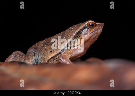 Black-spotted Sticky Frog (Kalophrynus Pleurostigma) in einem malaysischen Regenwald in der Nacht Stockfoto