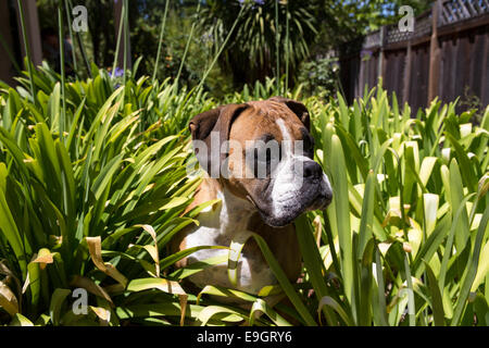 Molosser, Boxer, deutscher Boxer, Deutscher Boxer Hund Rasse, Hunderasse, City, Novato, Kalifornien, Marin County, Vereinigte Staaten Stockfoto