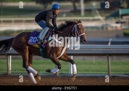 Arcadia, Kalifornien, USA. 27. Oktober 2014. Ungezügelten Forever, trainiert von Dallas Stewart, Übungen zur Vorbereitung auf die Züchter CupDistaff bei Santa Anita Race Course in Arcadia, Kalifornien am 27. Oktober 2014. Kazushi Ishida/ESW/CSM/Alamy Live-Nachrichten Stockfoto