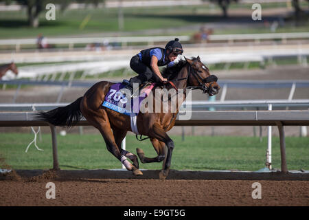 Arcadia, Kalifornien, USA. 27. Oktober 2014. Souper Colossal, trainiert von Eddie Plesa, Übungen in Vorbereitung auf den Breeders' Cup Juvenile bei Santa Anita Race Course in Arcadia, Kalifornien am 27. Oktober 2014. Kazushi Ishida/ESW/CSM/Alamy Live-Nachrichten Stockfoto