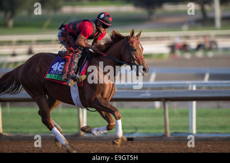 Arcadia, Kalifornien, USA. 27. Oktober 2014. Kaigun, trainiert von Mark Casse, Übungen zur Vorbereitung auf der Breeders' Cup Mile bei Santa Anita Race Course in Arcadia, Kalifornien am 27. Oktober 2014. Kazushi Ishida/ESW/CSM/Alamy Live-Nachrichten Stockfoto