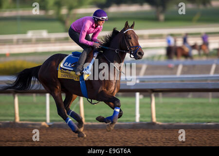 Arcadia, Kalifornien, USA. 27. Oktober 2014. Zwingend notwendig, trainiert von George Papaprodromou, Übungen in Vorbereitung auf den Breeders' Cup Classic bei Santa Anita Race Course in Arcadia, Kalifornien am 27. Oktober 2014. Kazushi Ishida/ESW/CSM/Alamy Live-Nachrichten Stockfoto