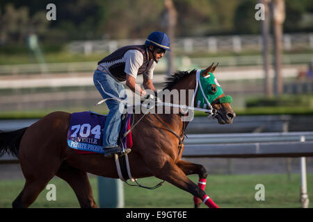 Arcadia, Kalifornien, USA. 27. Oktober 2014. Private Interessenten, trainiert von Michael Campbell, Übungen zur Vorbereitung auf der Breeders' Cup Juvenile bei Santa Anita Race Course in Arcadia, Kalifornien am 27. Oktober 2014. Kazushi Ishida/ESW/CSM/Alamy Live-Nachrichten Stockfoto