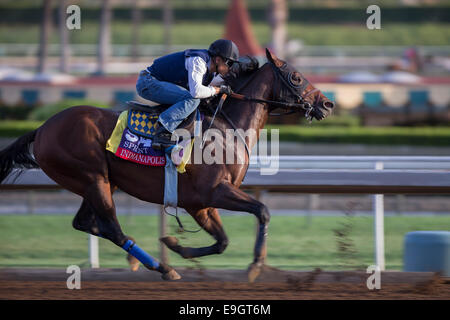 Arcadia, Kalifornien, USA. 27. Oktober 2014. Indianapolis, trainiert von Bob Baffert, Übungen zur Vorbereitung auf den Breeders' Cup Xpressbet Sprint bei Santa Anita Race Course in Arcadia, Kalifornien am 27. Oktober 2014. Kazushi Ishida/ESW/CSM/Alamy Live-Nachrichten Stockfoto