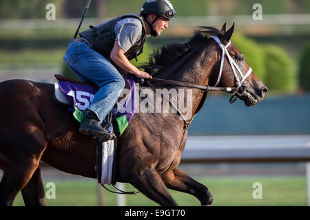 Arcadia, Kalifornien, USA. 27. Oktober 2014. Sayaad, trainiert von Kiaran McLaughlin, Übungen zur Vorbereitung auf der Breeders' Cup Mile bei Santa Anita Race Course in Arcadia, Kalifornien am 27. Oktober 2014. Kazushi Ishida/ESW/CSM/Alamy Live-Nachrichten Stockfoto