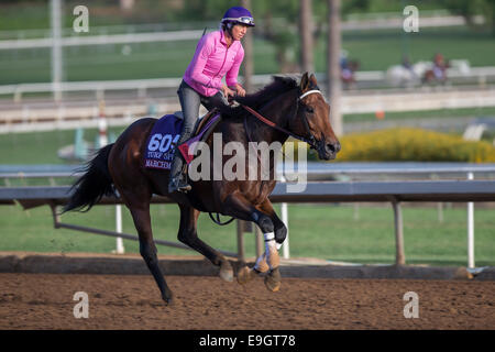 Arcadia, Kalifornien, USA. 27. Oktober 2014. Marchman, trainiert von Bret Calhoun, Übungen zur Vorbereitung auf den Breeders' Cup Turf Sprint bei Santa Anita Race Course in Arcadia, Kalifornien am 27. Oktober 2014. Kazushi Ishida/ESW/CSM/Alamy Live-Nachrichten Stockfoto