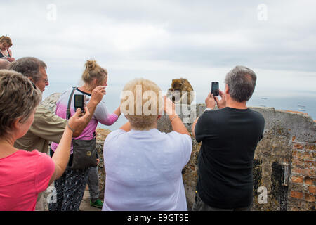 Touristen fotografieren die Affen auf dem Felsen von Gibraltar. Stockfoto