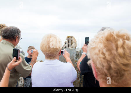 Touristen fotografieren die Affen auf dem Felsen von Gibraltar. Stockfoto