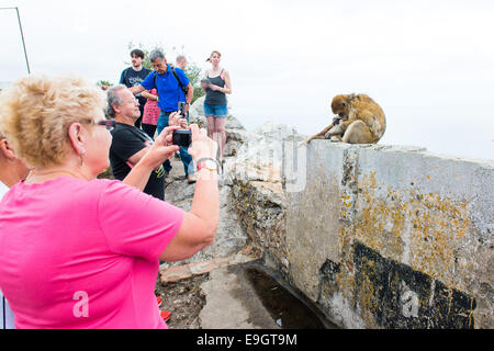 Touristen fotografieren die Affen auf dem Felsen von Gibraltar. Stockfoto