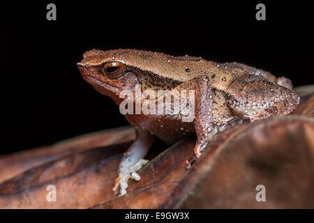 Black-spotted Sticky Frog (Kalophrynus Pleurostigma) in einem malaysischen Regenwald in der Nacht Stockfoto