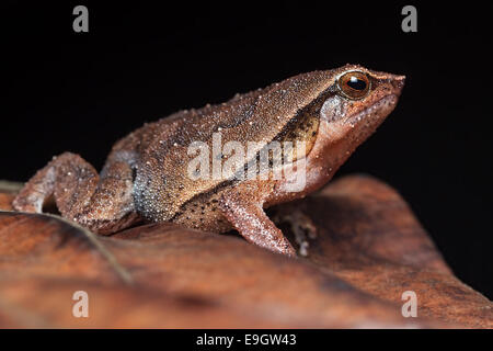 Black-spotted Sticky Frog (Kalophrynus Pleurostigma) in einem malaysischen Regenwald in der Nacht Stockfoto