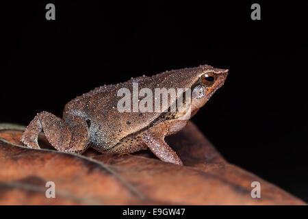 Black-spotted Sticky Frog (Kalophrynus Pleurostigma) in einem malaysischen Regenwald in der Nacht Stockfoto