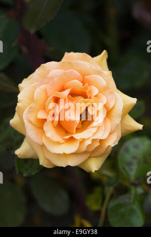 Rosa "Simply the Best". Orange Rose. Stockfoto