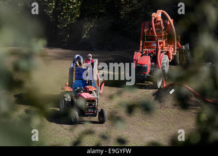 Türkei, Cumayeri in der Nähe von Duzce, Haselnuss-Verarbeitung nach der Ernte auf der Farm, eine Maschine zu trennen, Nüssen und Blättern Stockfoto