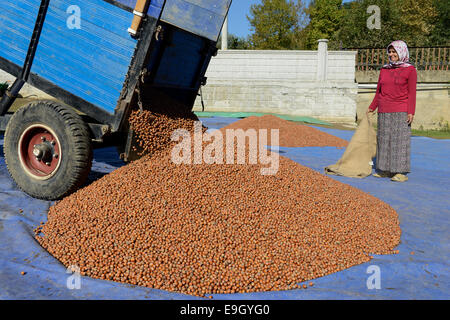 Türkei, Cumayeri in der Nähe von Duzce, Haselnuss-Verarbeitung nach der Ernte auf der Farm, eine Maschine zu trennen, Nüssen und Blättern Stockfoto