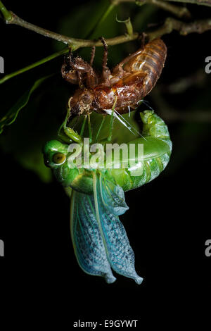 Jade Green Zikade (Dundubia Vaginata). Die Beine greifen die Exuvia, wie es seinen Körper nach vorne und nach oben wölbt sich um den Rest der seinen Bauch abheben. Stockfoto