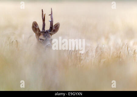 Erwachsene männliche Rehe umwerben in einer Ackerfläche in der Sommer-Brunft, Norfolk, England Stockfoto