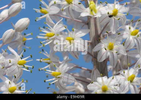 Maritime Blaustern. Scilla Maritima, Blumen Stockfoto