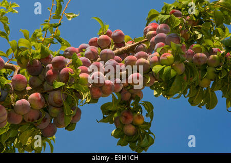 Plum tree - foliage and fruits, Las Navas de la Concepcion, Seville province, Region of Andalusia, Spain, Europe Stockfoto