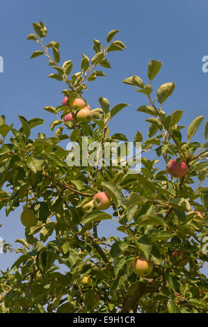 Apple Tree, Las Navas De La Concepcion, Sevilla Provinz, Region von Andalusien, Spanien, Europa Stockfoto