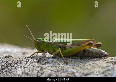 Gemeinsamen grünen Grashüpfer (Omocestus Viridulus), Alto Adige, Italien Stockfoto