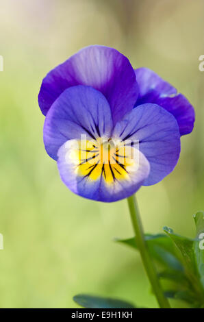 Gehörnte Stiefmütterchen oder gehörnten Veilchen (Viola Cornuta), Tirol, Österreich Stockfoto