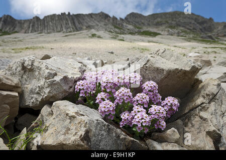 Runde-leaved Penny-Kresse (Thlaspi Rotundifolium), Karwendelgebirge, Tirol, Österreich Stockfoto