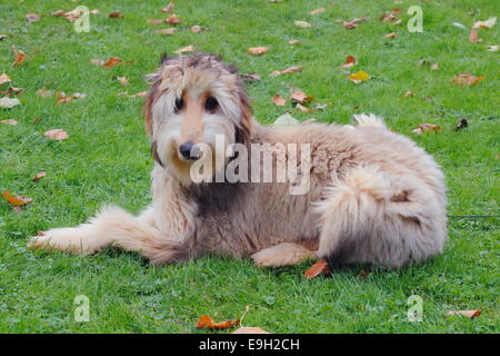 Afghanischer Windhund Hund sitzt auf einer Wiese, Deutschland Stockfoto