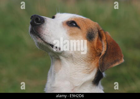 Beagle-Mix, Kopf Stockfoto