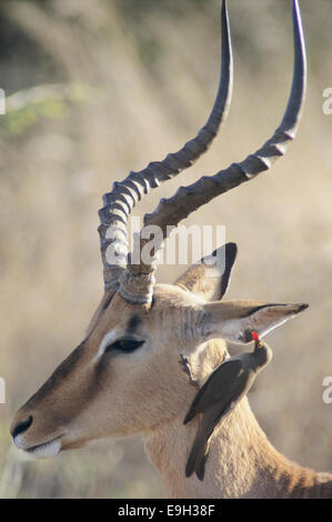Geschwärzt-faced Impala oder Black-faced Impala (Aepyceros Melampus Petersi) mit rot-billed Oxpecker (Buphagus Erythrorhynchus) Stockfoto