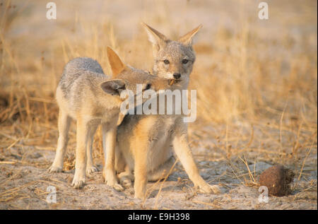 Black-backed Schakale (Canis Mesomelas), North-West District, Botswana Stockfoto