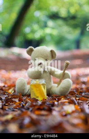 Teddybär in einem Waldgebiet im Herbst erwägt, einen Topf Honig essen Stockfoto