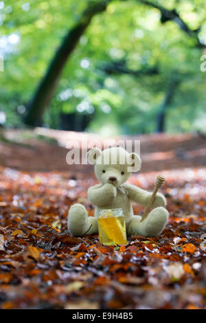 Teddybär in einem Waldgebiet im Herbst erwägt, einen Topf Honig essen Stockfoto