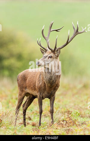 Rothirsch (Cervus Elaphus) während der jährlichen Brunft Stockfoto