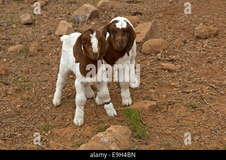 Boer Ziege Kinder, in der Nähe von Kuboes, Richtersveld, Provinz Northern Cape, Südafrika Stockfoto